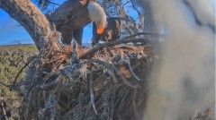2023-02-13 22_38_03-SuperBeaks Live Cam Bald Eagle Nest ! Eaglets! #LearningToFly #eagle #livestream.jpg