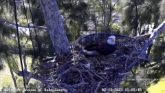 2023-02-13 22_44_12-Wildlife Rescue of Dade County Eagle Nest Cam - YouTube – Maxthon.jpg