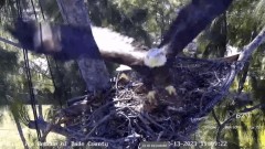 2023-02-13 22_44_52-Wildlife Rescue of Dade County Eagle Nest Cam - YouTube – Maxthon.jpg