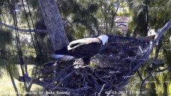 2023-02-13 22_45_07-Wildlife Rescue of Dade County Eagle Nest Cam - YouTube – Maxthon.jpg