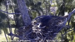 2023-02-13 22_45_23-Wildlife Rescue of Dade County Eagle Nest Cam - YouTube – Maxthon.jpg