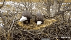 2023-02-14 21_43_04-Decorah Eagles - North Nest powered by EXPLORE.org - YouTube – Maxthon.jpg