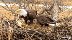 2023-02-14 21_43_21-Decorah Eagles - North Nest powered by EXPLORE.org - YouTube – Maxthon.jpg