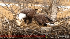 2023-02-14 21_43_23-Decorah Eagles - North Nest powered by EXPLORE.org - YouTube – Maxthon.jpg