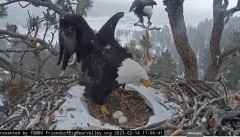 2023-02-14 22_30_07-Big Bear Bald Eagle Live Nest - Cam 1 - YouTube – Maxthon.jpg