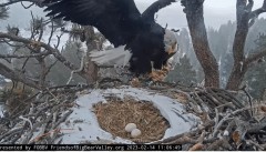 2023-02-14 22_30_15-Big Bear Bald Eagle Live Nest - Cam 1 - YouTube – Maxthon.jpg
