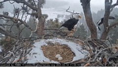 2023-02-14 22_30_19-Big Bear Bald Eagle Live Nest - Cam 1 - YouTube – Maxthon.jpg