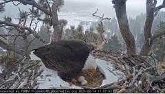 2023-02-14 22_30_29-Big Bear Bald Eagle Live Nest - Cam 1 - YouTube – Maxthon.jpg