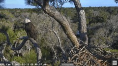 2023-02-15 22_22_54-NEFL Cam 1 - Live Bald Eagle Cam - YouTube – Maxthon.jpg