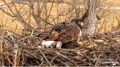 2023-02-15 22_33_36-(1) Decorah Eagles - North Nest powered by EXPLORE.org - YouTube – Maxthon.jpg