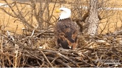 2023-02-15 22_33_55-(1) Decorah Eagles - North Nest powered by EXPLORE.org - YouTube – Maxthon.jpg