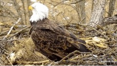 2023-02-15 22_34_00-(1) Decorah Eagles - North Nest powered by EXPLORE.org - YouTube – Maxthon.jpg