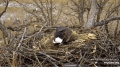 2023-02-16 21_06_47-Decorah Eagles - North Nest powered by EXPLORE.org - YouTube – Maxthon.jpg