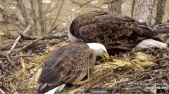 2023-02-16 21_07_02-Decorah Eagles - North Nest powered by EXPLORE.org - YouTube – Maxthon.jpg