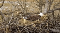2023-02-16 21_07_15-Decorah Eagles - North Nest powered by EXPLORE.org - YouTube – Maxthon.jpg