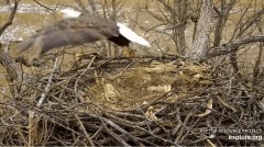 2023-02-16 21_07_40-Decorah Eagles - North Nest powered by EXPLORE.org - YouTube – Maxthon.jpg
