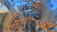 2023-02-17 22_48_37-SuperBeaks Live Cam Bald Eagle Nest ! Eaglets! #LearningToFly #eagle #livestream.jpg