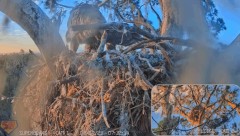 2023-02-17 22_49_14-SuperBeaks Live Cam Bald Eagle Nest ! Eaglets! #LearningToFly #eagle #livestream.jpg