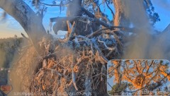 2023-02-17 22_49_38-SuperBeaks Live Cam Bald Eagle Nest ! Eaglets! #LearningToFly #eagle #livestream.jpg