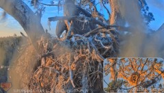 2023-02-17 22_49_41-SuperBeaks Live Cam Bald Eagle Nest ! Eaglets! #LearningToFly #eagle #livestream.jpg
