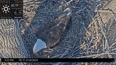 2023-02-18 22_26_50-Port Tobacco Eagle Cam - YouTube – Maxthon.jpg