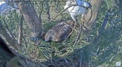 2023-02-19 20_41_13-Angel the Leucistic Red Tailed Hawk - Nest Building - YouTube – Maxthon.jpg