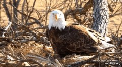 2023-02-19 21_52_12-Decorah Eagles - North Nest powered by EXPLORE.org - YouTube – Maxthon.jpg