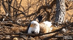2023-02-19 21_52_49-Decorah Eagles - North Nest powered by EXPLORE.org - YouTube – Maxthon.jpg