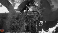 2023-02-19 22_16_07-SuperBeaks Live Cam Bald Eagle Nest ! Eaglets! #LearningToFly #eagle #livestream.jpg