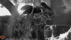 2023-02-19 22_17_45-SuperBeaks Live Cam Bald Eagle Nest ! Eaglets! #LearningToFly #eagle #livestream.jpg