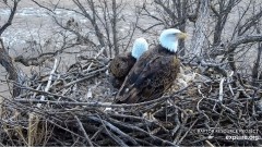 2023-02-20 22_54_54-Decorah Eagles - North Nest powered by EXPLORE.org - YouTube – Maxthon.jpg