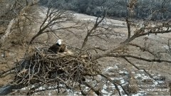 2023-02-20 22_55_00-Decorah Eagles - North Nest powered by EXPLORE.org - YouTube – Maxthon.jpg