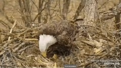 2023-02-20 22_55_46-Decorah Eagles - North Nest powered by EXPLORE.org - YouTube – Maxthon.jpg
