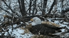 2023-02-22 21_59_34-Decorah Eagles - North Nest powered by EXPLORE.org - YouTube – Maxthon.jpg