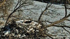 2023-02-24 23_14_58-Decorah Eagles - North Nest powered by EXPLORE.org - YouTube – Maxthon.jpg