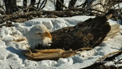 2023-02-24 23_15_11-Decorah Eagles - North Nest powered by EXPLORE.org - YouTube – Maxthon.jpg
