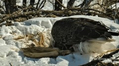2023-02-24 23_16_19-Decorah Eagles - North Nest powered by EXPLORE.org - YouTube – Maxthon.jpg