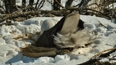 2023-02-24 23_16_25-Decorah Eagles - North Nest powered by EXPLORE.org - YouTube – Maxthon.jpg