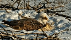 2023-02-25 23_10_55-Decorah Eagles - North Nest powered by EXPLORE.org - YouTube – Maxthon.jpg