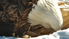 2023-02-25 23_12_46-Decorah Eagles - North Nest powered by EXPLORE.org - YouTube – Maxthon.jpg