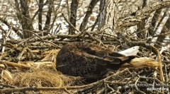 2023-02-28 23_14_31-Decorah Eagles — North Nest obsługiwane przez EXPLORE.org — YouTube – Maxthon.jpg