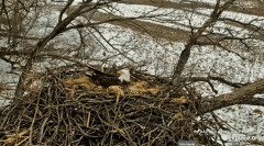 2023-02-28 23_15_18-Decorah Eagles — North Nest obsługiwane przez EXPLORE.org — YouTube – Maxthon.jpg