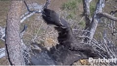 2023-03-04 23_34_38-Southwest Florida Eagle Cam - Cam 1 - YouTube – Maxthon.jpg