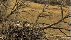 2023-03-06 22_01_53-Decorah Eagles - North Nest powered by EXPLORE.org - YouTube – Maxthon.jpg