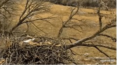 2023-03-06 22_02_05-Decorah Eagles - North Nest powered by EXPLORE.org - YouTube – Maxthon.jpg