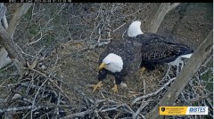 2023-03-08 21_31_45-Bluff City Cam 2_ ETSU Eagle Cameras - YouTube – Maxthon.jpg