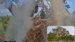 2023-03-08 21_57_15-Central Florida Bald Eagle Cam - New Cameras #eaglets #fledgling #eagle #livestr.jpg