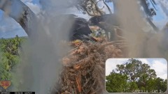 2023-03-08 21_57_32-Central Florida Bald Eagle Cam - New Cameras #eaglets #fledgling #eagle #livestr.jpg