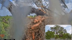 2023-03-08 21_57_45-Central Florida Bald Eagle Cam - New Cameras #eaglets #fledgling #eagle #livestr.jpg