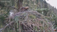 2023-03-11 21_56_32-Cuibul Acvilei de munte nr. 2 - The nest of the Golden Eagle 2 (Aquila chrysaeto.jpg